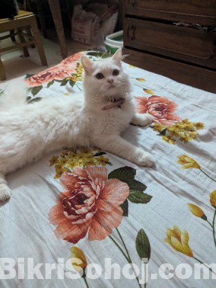 Persian doll face female cat